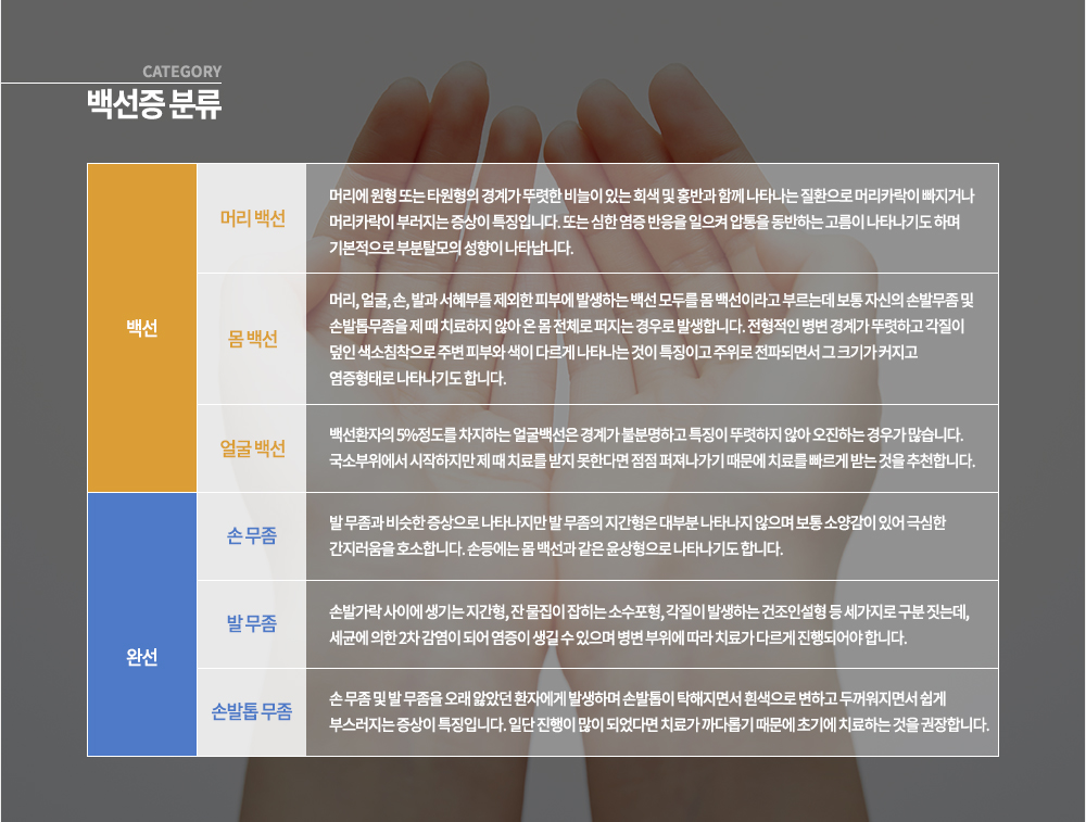 백선증 분류 *백선

▶ 머리 백선
머리에 원형 또는 타원형의 경계가 뚜렷한 비늘이 있는 회색 및 홍반과 함께 나타나는 질환으로 머리카락이 빠지거나 머리카락이 부러지는 증상이 특징입니다. 또는 심한 염증 반응을 일으켜 압통을 동반하는 고름이 나타나기도 하며 기본적으로 부분탈모의 성향이 나타납니다.
▶ 몸 백선
머리, 얼굴, 손, 발과 서혜부를 제외한 피부에 발생하는 백선 모두를 몸 백선이라고 부르는데 보통 자신의 손발무좀 및 손발톱무좀을 제 때 치료하지 않아 온 몸 전체로 퍼지는 경우로 발생합니다. 전형적인 병변 경계가 뚜렷하고 각질이 덮인 색소침착으로 주변 피부와 색이 다르게 나타나는 것이 특징이고 주위로 전파되면서 그 크기가 커지고 염증형태로 나타나기도 합니다.
▶ 얼굴 백선
백선환자의 5%정도를 차지하는 얼굴백선은 경계가 불분명하고 특징이 뚜렷하지 않아 오진하는 경우가 많습니다. 국소부위에서 시작하지만 제 때 치료를 받지 못한다면 점점 퍼져나가기 때문에 치료를 빠르게 받는 것을 추천합니다.

*완선
완선은 백선 환자의 20-30%를 차지하며 대부분 성인 남자에게서 쉽게 발견 할 수 있습니다. 사타구니에 경계가 분명한 반월형의 병변이 그 특징이며 몸 백선과 유사한 형태로 경계부에 소수포 구진 농포로 이루어져 있어 색소침착을 남기며 대게 여름에 악화되고 겨울에는 호전됩니다.
▶ 손 무좀
발 무좀과 비슷한 증상으로 나타나지만 발 무좀의 지간형은 대부분 나타나지 않으며 보통 소양감이 있어 극심한 간지러움을 호소합니다. 손등에는 몸 백선과 같은 윤상형으로 나타나기도 합니다.
▶ 발 무좀
손발가락 사이에 생기는 지간형, 잔 물집이 잡히는 소수포형, 각질이 발생하는 건조인설형 등 세가지로 구분 짓는데, 세균에 의한 2차 감염이 되어 염증이 생길 수 있으며 병변 부위에 따라 치료가 다르게 진행되어야 랍니다.
▶ 손발톱 무좀
손 무좀 및 발 무좀을 오래 앓았던 환자에게 발생하며 손발톱이 탁해지면서 흰색으로 변하고 두꺼워지면서 쉽게 부스러지는 증상이 특징입니다. 일단 진행이 많이 되었다면 치료가 까다롭기 때문에 초기에 치료하는 것을 권장합니다.
